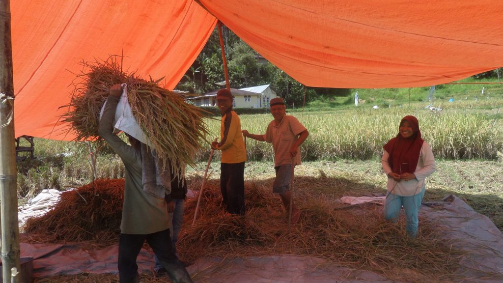 Rice harvest in a village in West Sumatra