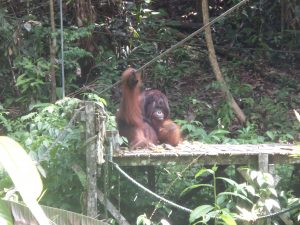 Read more about the article Orangutans in the Semenggoh Nature Reserve