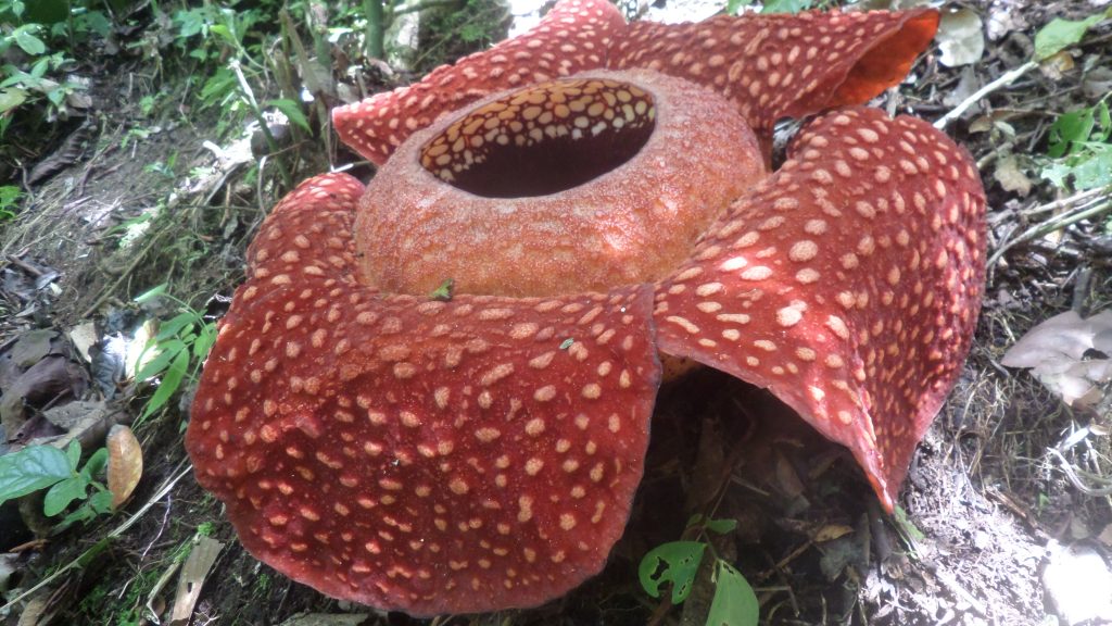 Rafflesia near Bukittinggi, Sumatra