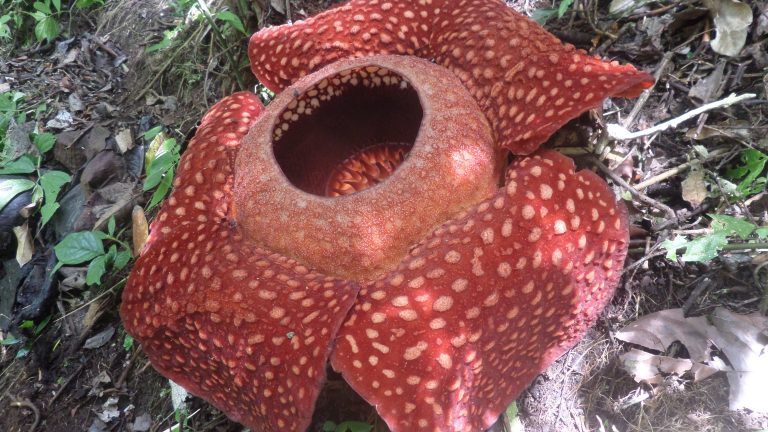 Read more about the article Where can you see a Rafflesia flower?