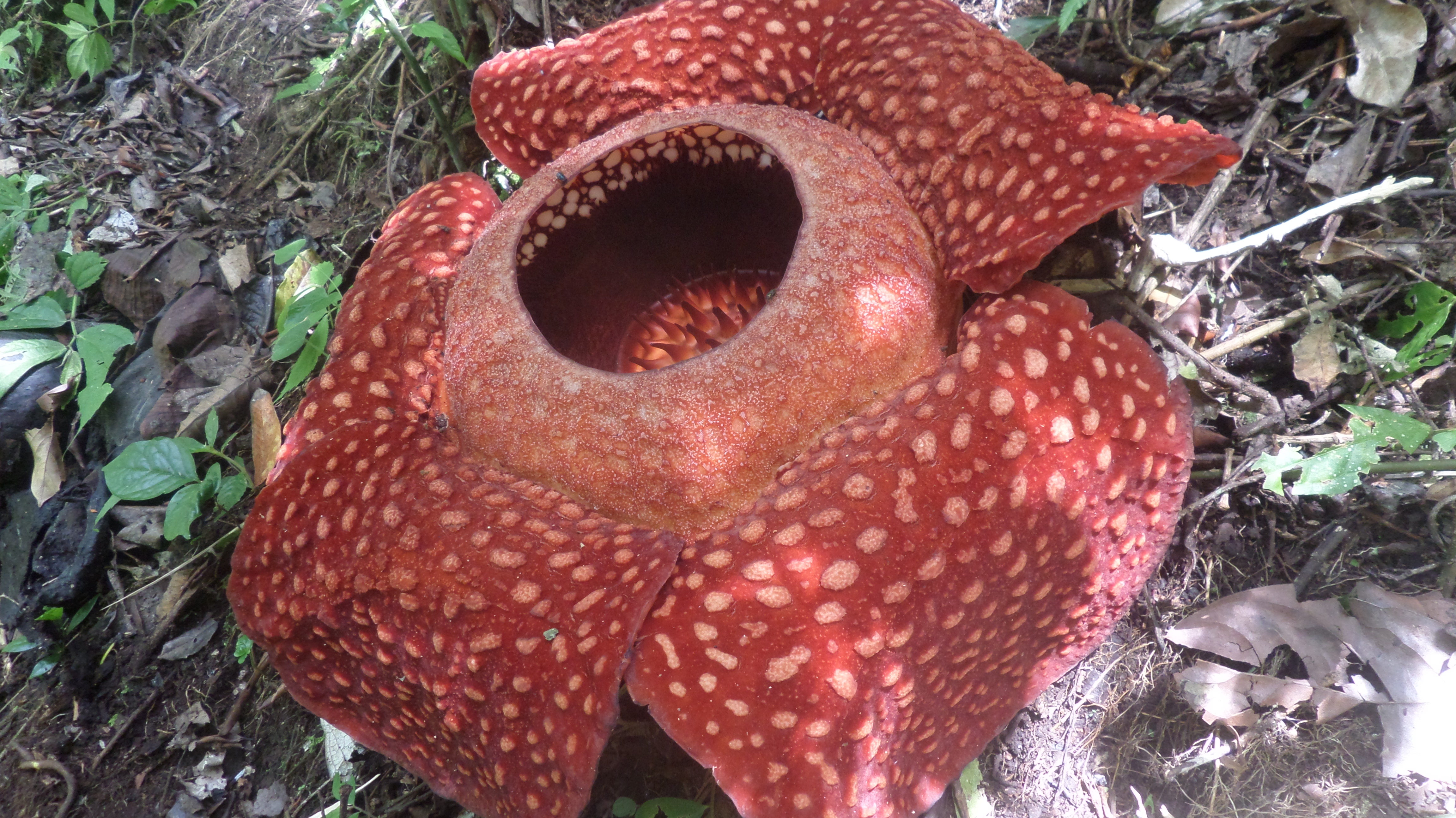 The Rafflesia Grows Within Its Host Plant By Sending Out Tiny Threadlike Filaments That Twine Into The Very Ce Flower Pot Design Strange Flowers Trees To Plant