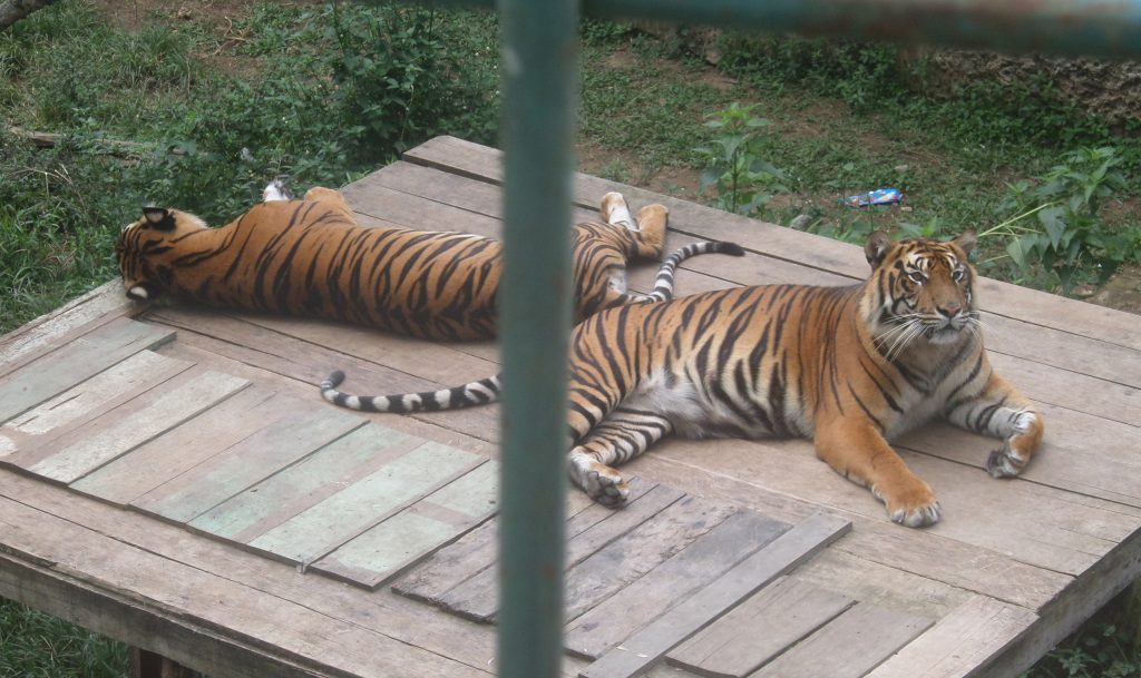 Sumatran tigers in a Sumatran zoo in Bukittinggi
