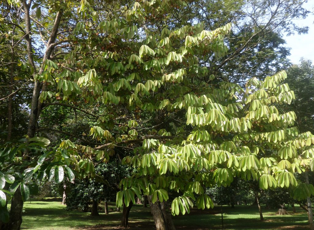 Botanical Garden, Kandy