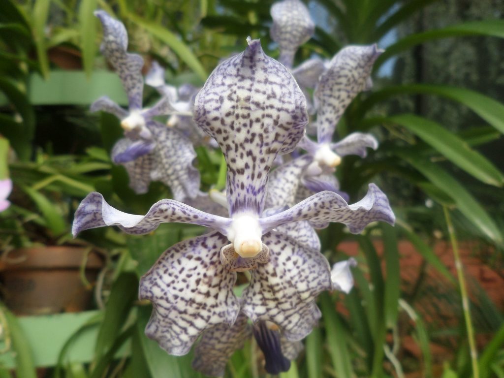 Botanical garden, Kandy, Orchid