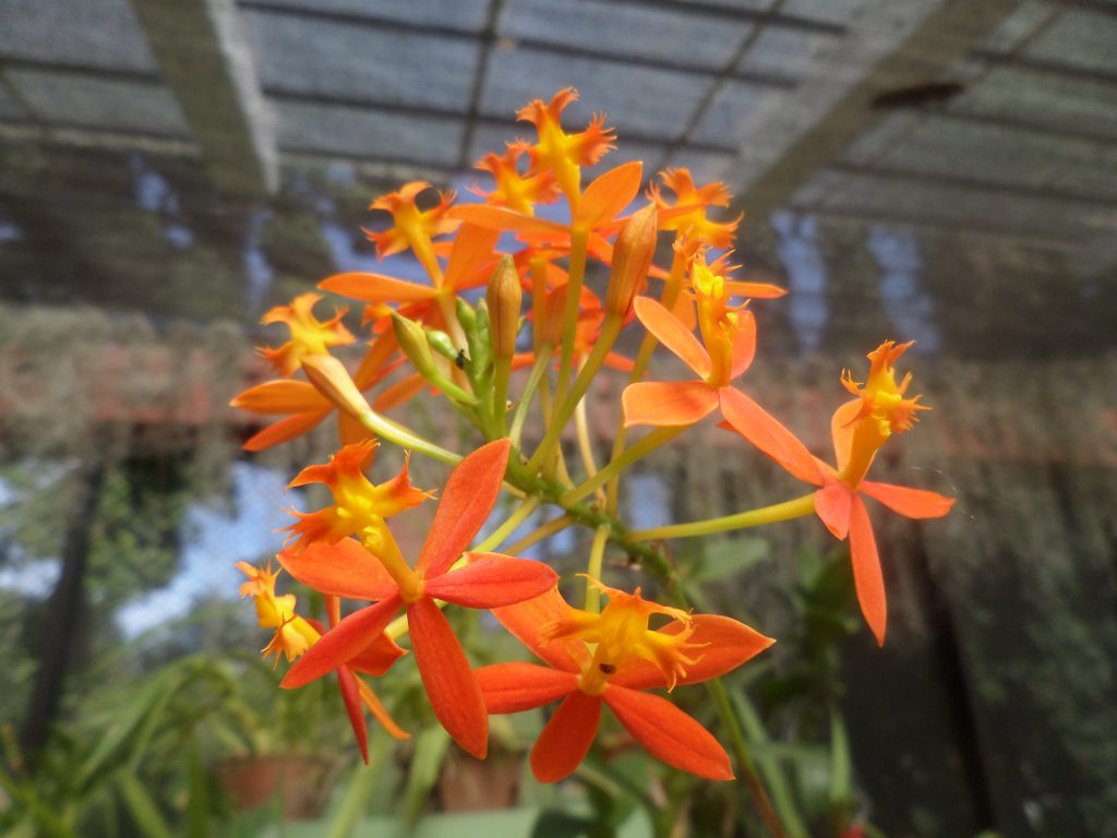 Botanical garden, Kandy, orchid