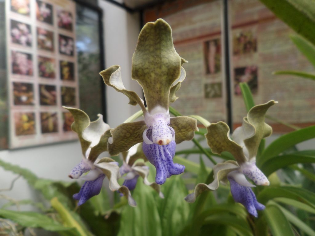Orchid, Botanical garden, Kandy