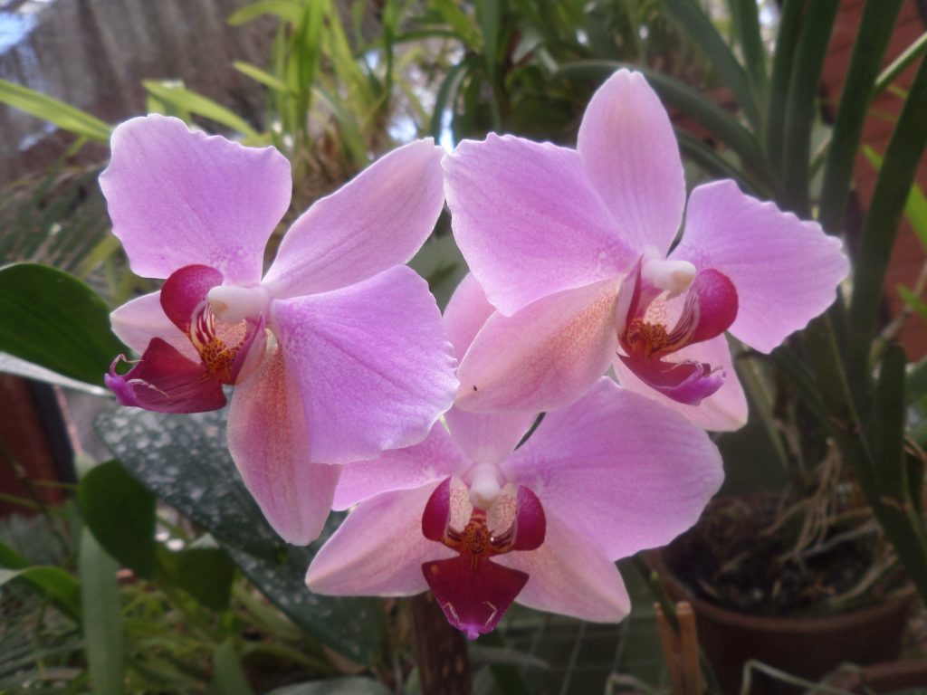 Orchid, Botanical garden, Kandy