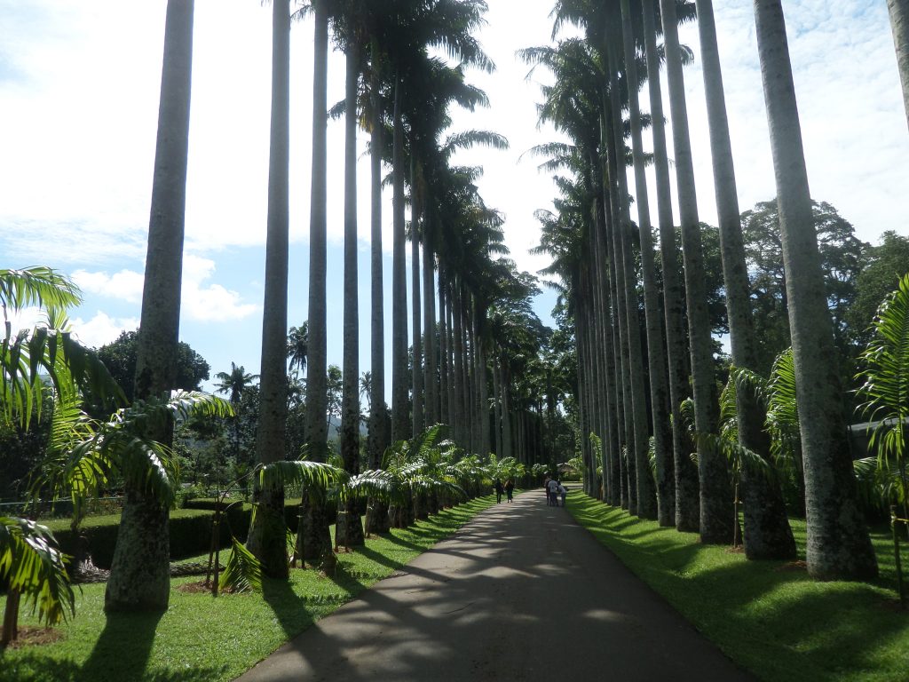 Botanical garden, Kandy