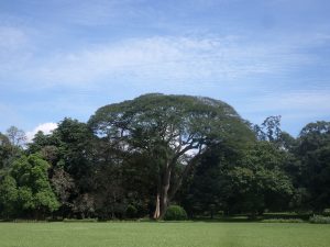 Read more about the article Botanic Gardens near Kandy