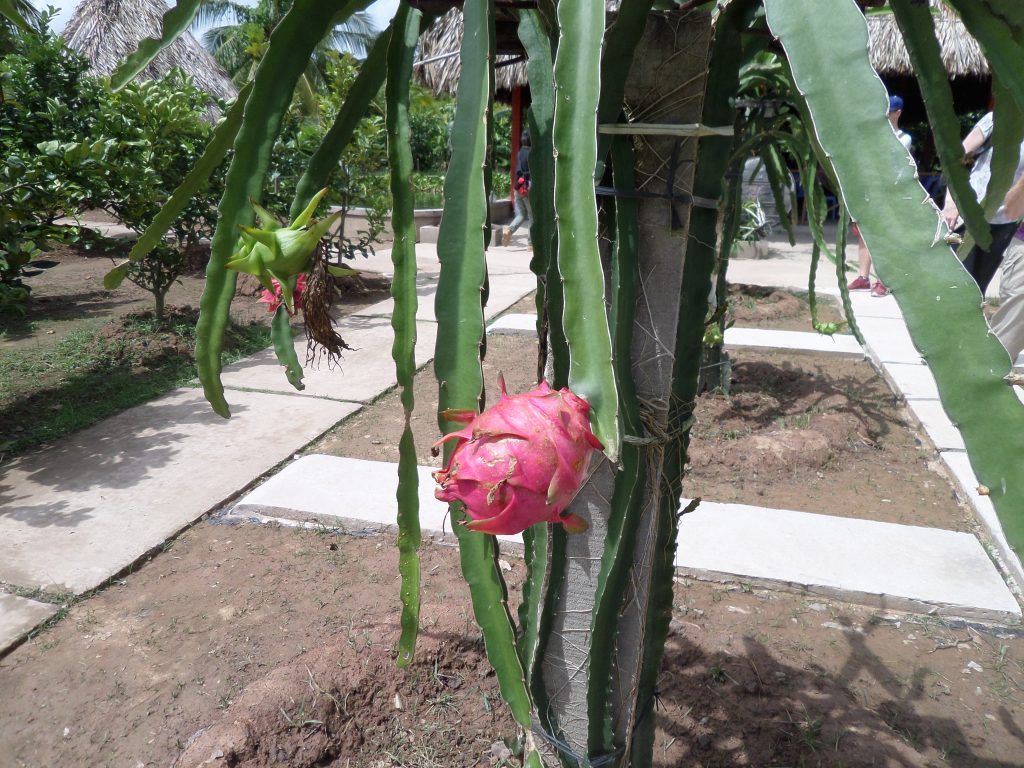 Dragon fruit growing on cactus