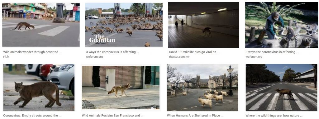 Google search for images for "Wild animals in cities COVID-19"